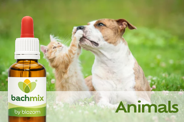 Bach Flower Mix for Animals and pets