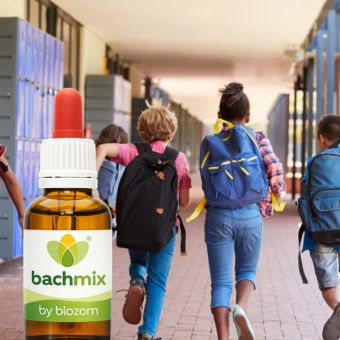 Bachbloesemmix Naar School