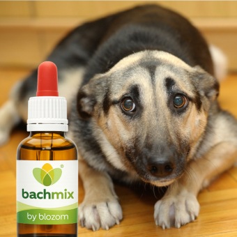 Bachbloesemmix Bange Hond