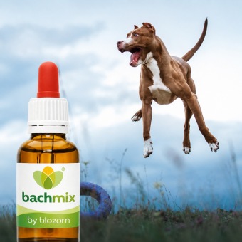 Bachblüten-Mischung Hyperaktiver Hund