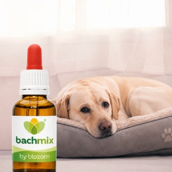 Bachbloesemmix Loopse Hond