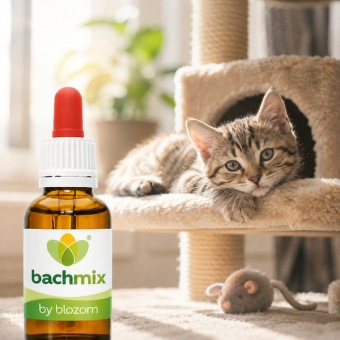 Bachbloesemmix Kittens