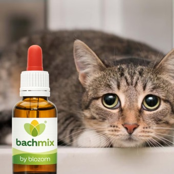 Bachbloesemmix Bange Kat