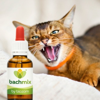 Bachbloesemmix Agressieve Kat
