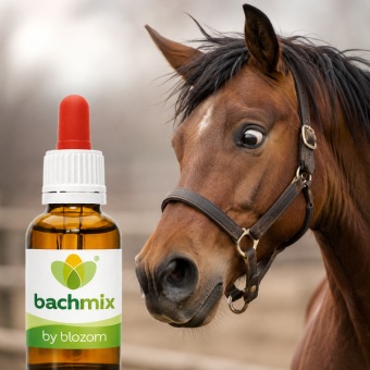 Bachbloesemmix Bang Paard