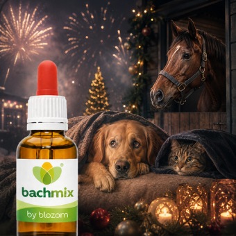 Bachbloesemmix Eindejaarsdrukte