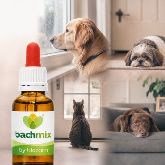 Bachbloesemmix verlatingsangst