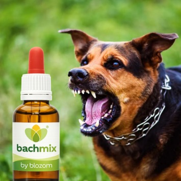 Mix Agressieve Hond