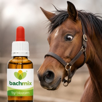 Mix Bang Paard