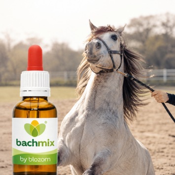 Mix Koppig Paard